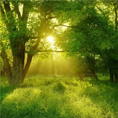 双赢彩票官方网站下载手机版